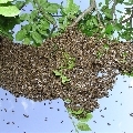Včelí rojení
