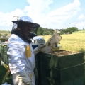 Vytáčení medu a tvorba oddělků
