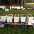 Jaké úly při včelaření používám