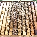 Včelí oddělky