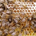 Prodej medu přímo od včelaře